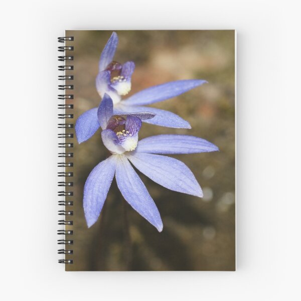 Item preview, Blue Caladenia (Cyanicula caerulea)  designed and sold by Rosie Appleton.