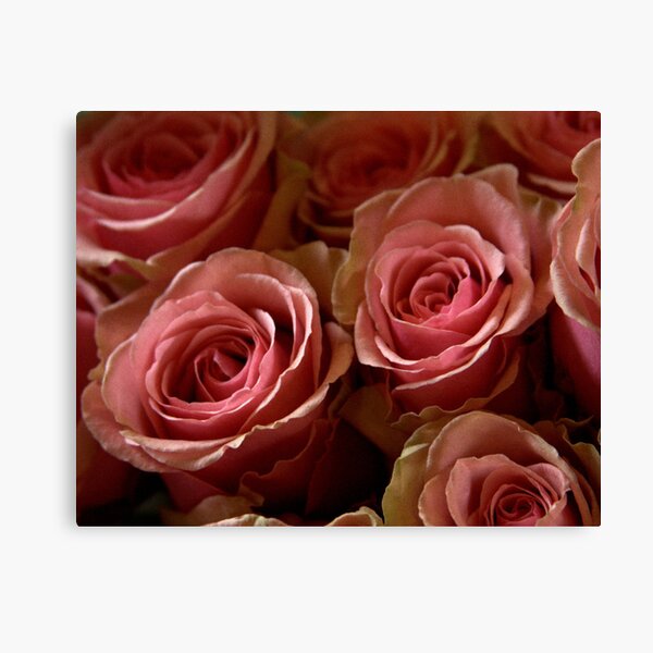 Pink Roses Canvas Print