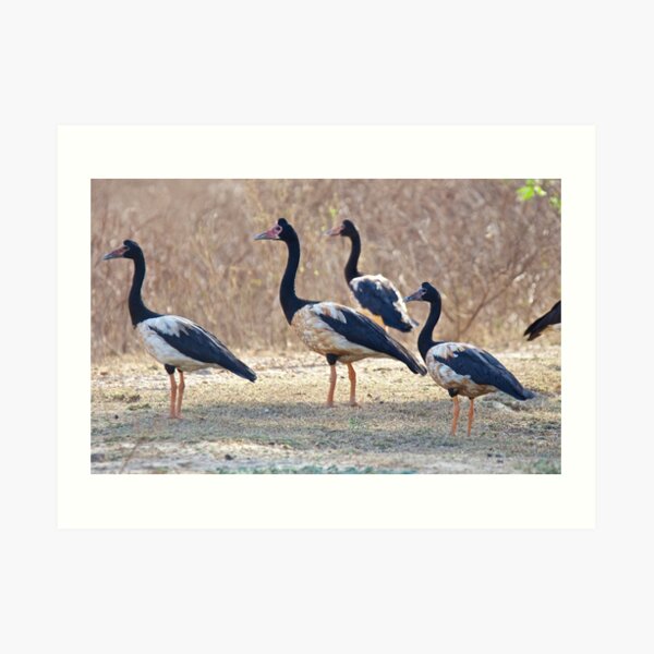 NT ~ WATERFOWL ~ Magpie Goose by David Irwin ~ WO Art Print