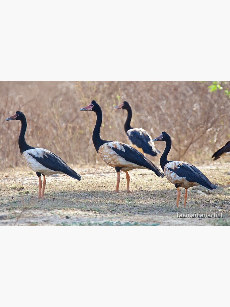 Thumbnail 2 of 2, Postcard, NT ~ WATERFOWL ~ Magpie Goose S2R4FW9H by David Irwin ~ WO designed and sold by tasmanianartist.