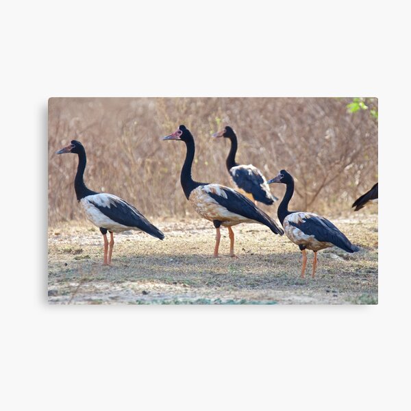 NT ~ WATERFOWL ~ Magpie Goose S2R4FW9H by David Irwin ~ WO Canvas Print