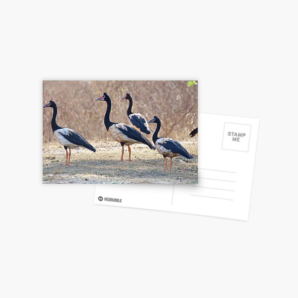 NT ~ WATERFOWL ~ Magpie Goose S2R4FW9H by David Irwin ~ WO Postcard