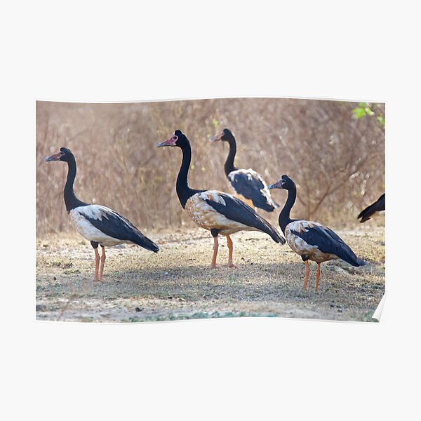NT ~ WATERFOWL ~ Magpie Goose S2R4FW9H by David Irwin ~ WO Poster