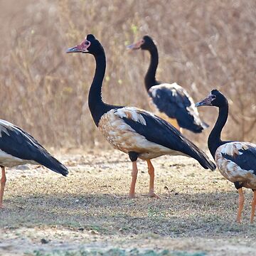 Artwork thumbnail, NT ~ WATERFOWL ~ Magpie Goose S2R4FW9H by David Irwin ~ WO by tasmanianartist
