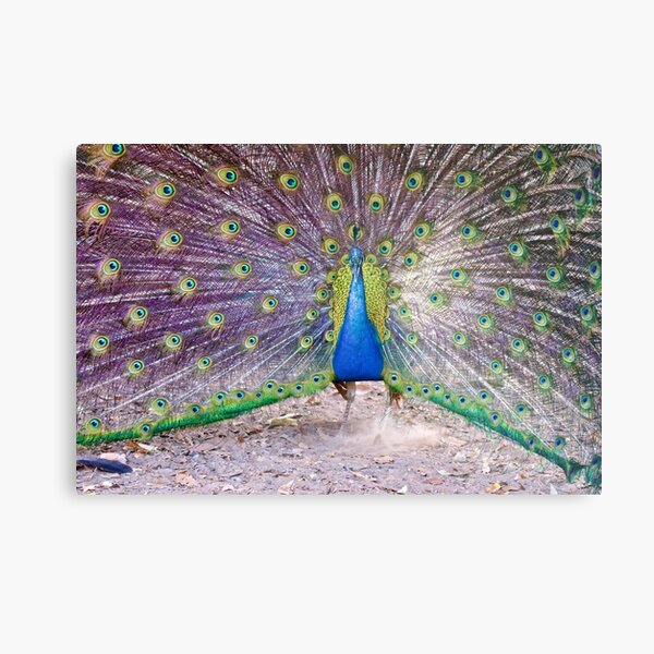 NT ~ EXOTIC ~ Blue Peacock Y4NjGEA8 by David Irwin Metal Print