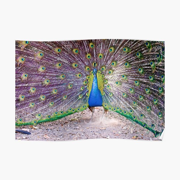 NT ~ EXOTIC ~ Blue Peacock by David Irwin Poster
