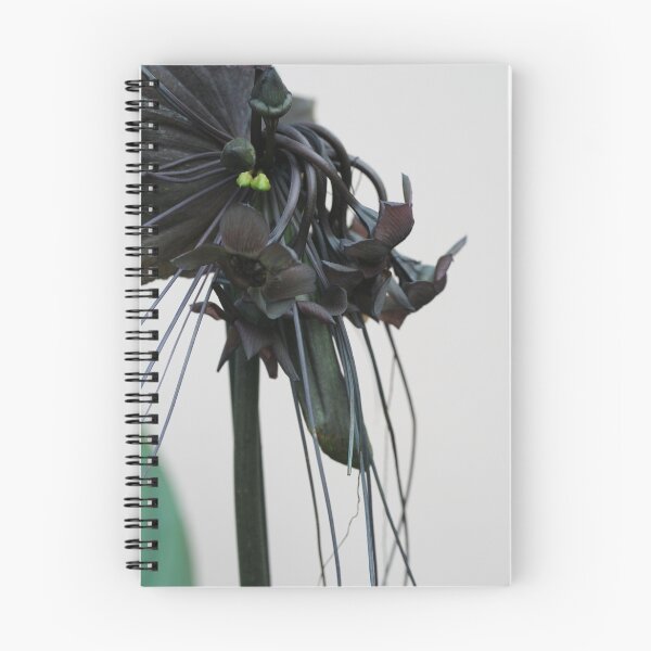 Artikelvorschau, Tacca "Black Beauty" entworfen und verkauft von Anna Goodchild.