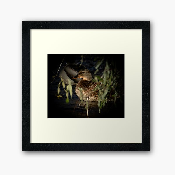 Female Mallard In The Spotlight Framed Art Print