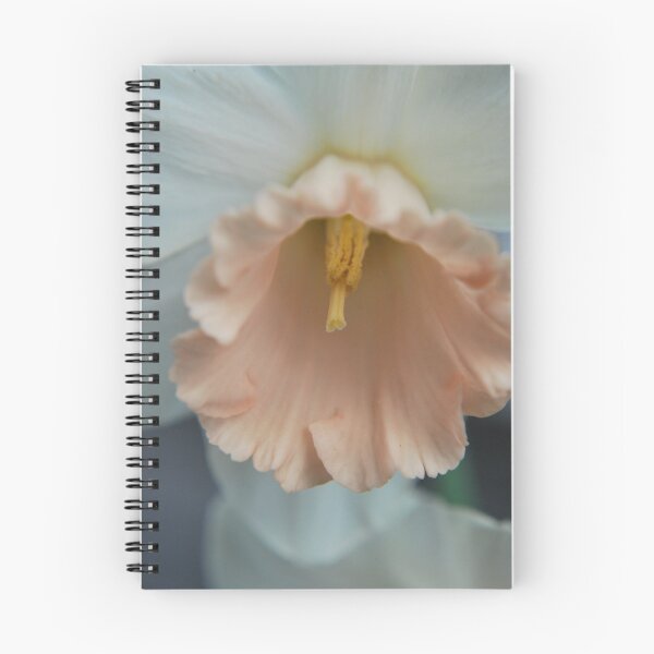 Item preview, Pink Daffodil (Mt Wilson Spring 2009) designed and sold by Julie Sherlock.