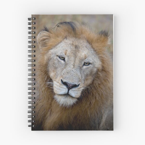 Artikelvorschau, Manyaleti Male Lion entworfen und verkauft von Michael Moss Photography.
