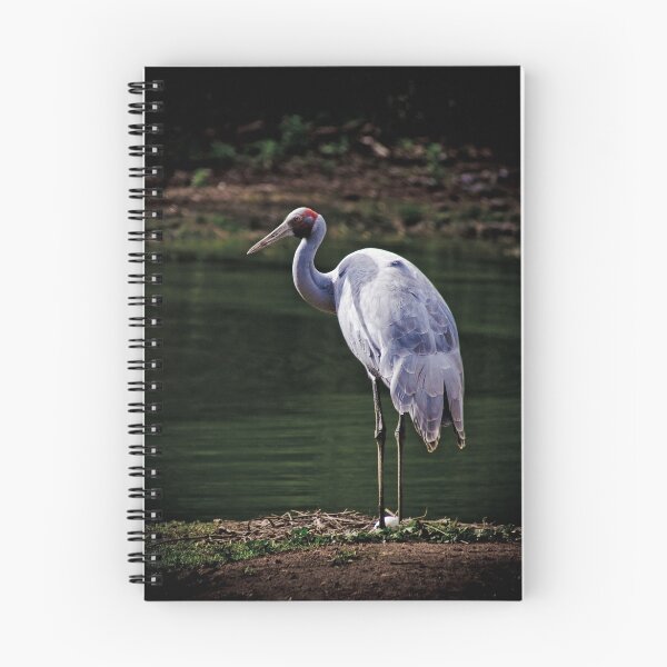 Artikelvorschau, Brolga Beauty entworfen und verkauft von Jane Keats.