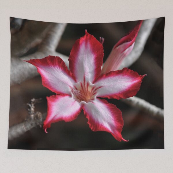 Item preview, Impala Lily Desert Rose Sabi Star South Africa  designed and sold by Schoensl.