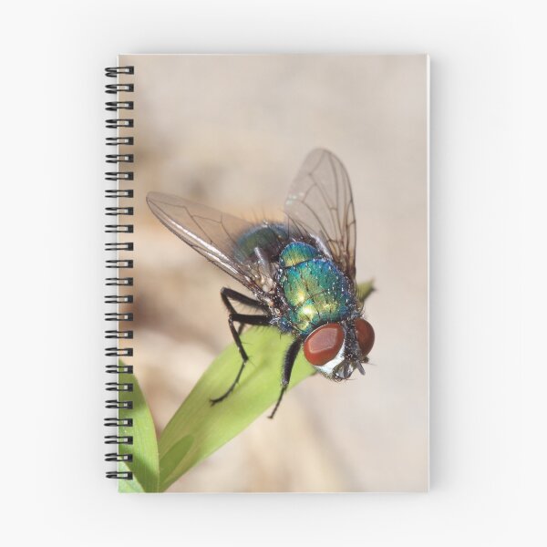 Item preview, Fly designed and sold by bubblenjb.