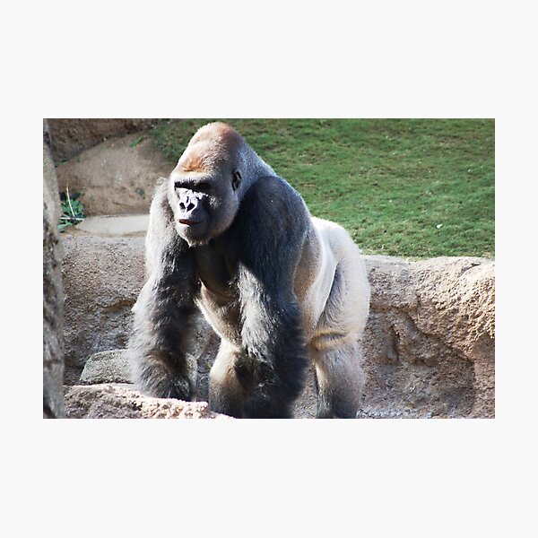 Real big animal Photographic Print