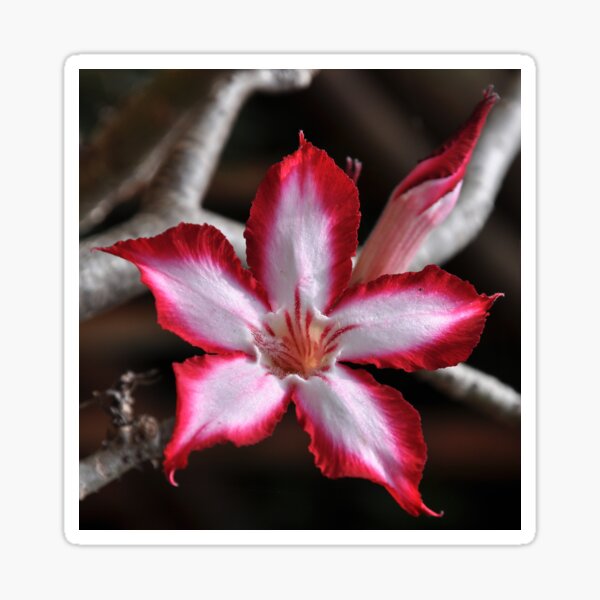 Item preview, Impala Lily Desert Rose Sabi Star South Africa  designed and sold by Schoensl.