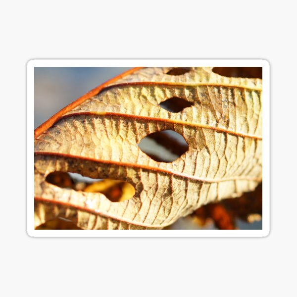 Leaf Behind Sticker