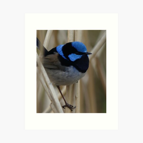 Item preview, Superb Fairy Wren designed and sold by Margaret Saheed.