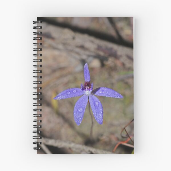 Item preview, Caladenia caerulea designed and sold by Colin12.