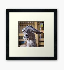 Thoughtful llama Framed Print