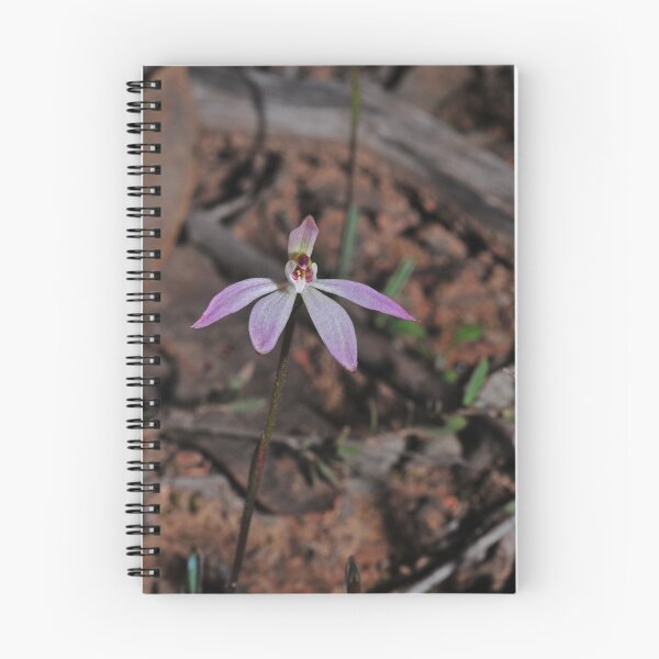 Item preview, Caladenia sp aff carnea designed and sold by Colin12.