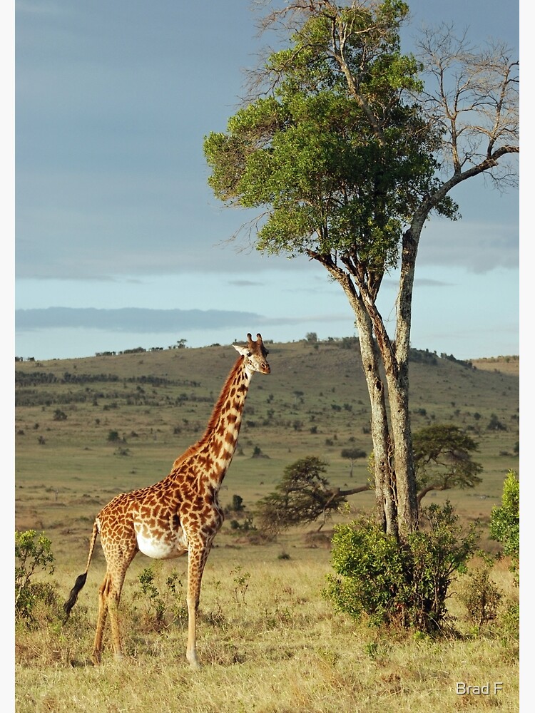 Giraffe - Masai Mara by bfra