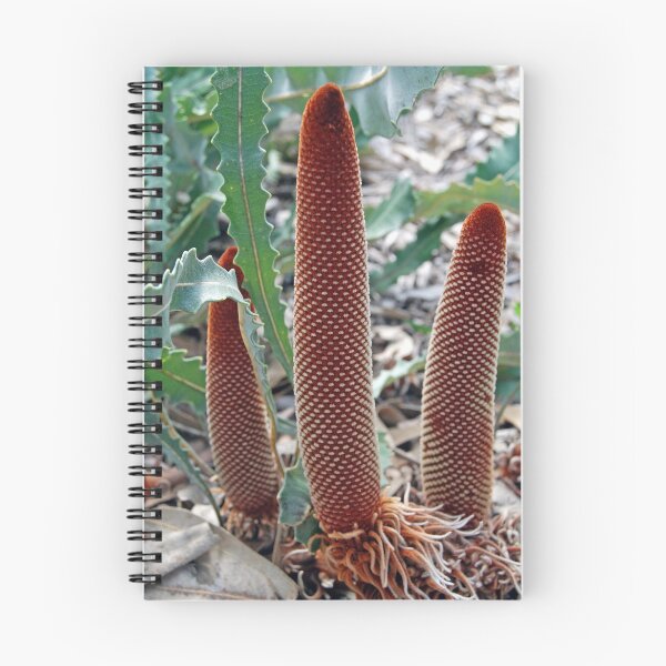 Artikelvorschau, Cut Leaf Banksia, KIngs Park, Perth, Western Australia entworfen und verkauft von Adrian Paul.
