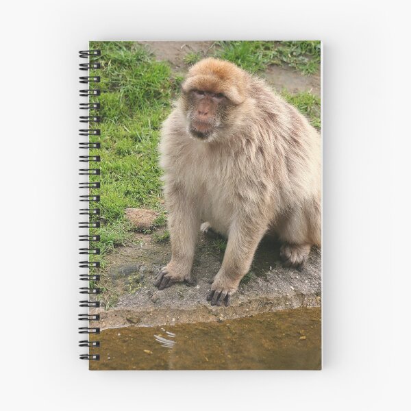 Item preview, Barbary Macaque designed and sold by Anne-Marie Bokslag.