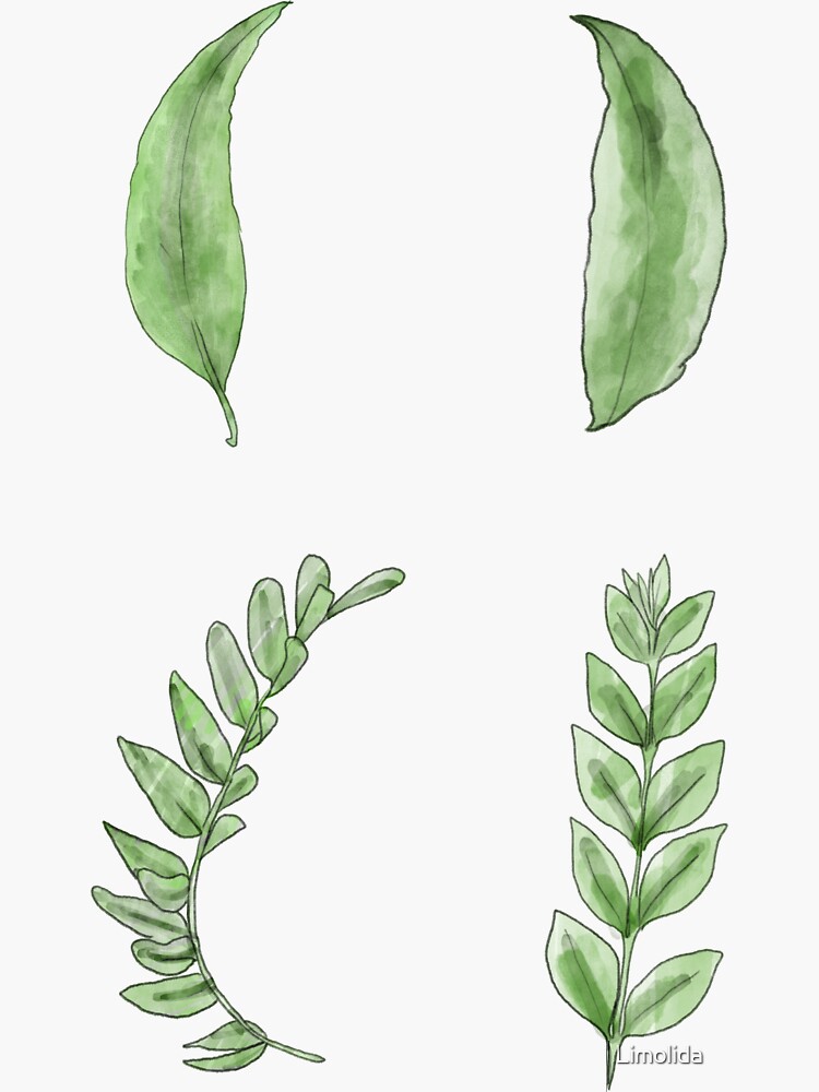 Observational drawing of a leaf