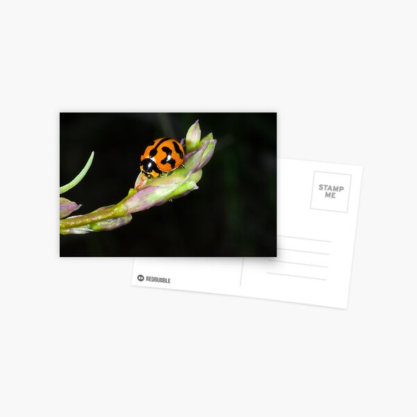 Item preview, Ladybird at rest designed and sold by Murray Wills.