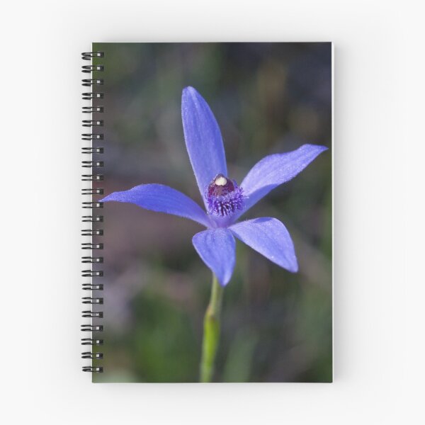 Item preview, Bluebeard Caladenia - Pheladenia deformis designed and sold by Paul Piko.