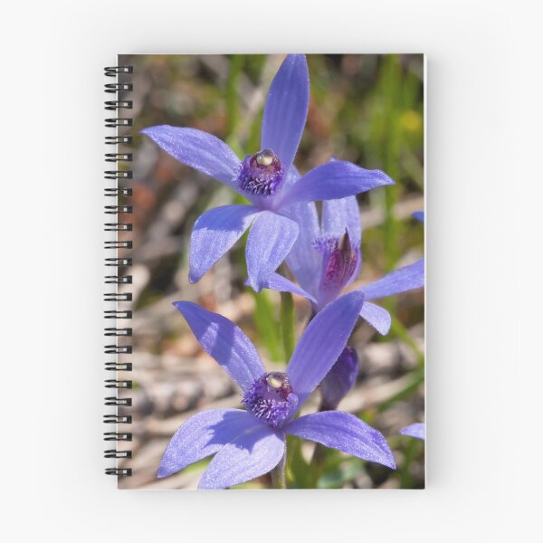 Item preview, Bluebeard Caladenia - Pheladenia deformis designed and sold by Paul Piko.