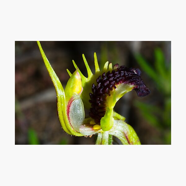 Item preview, Spider Orchid up close designed and sold by Murray Wills.