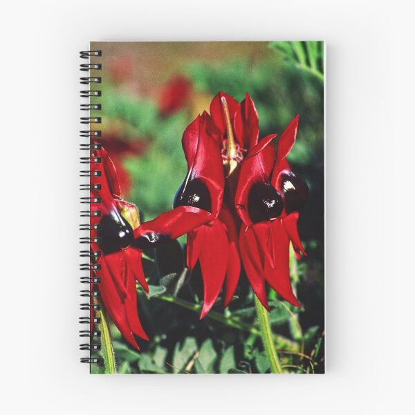 Item preview, Sturt Desert Pea Clianthus formosus Marla 19980808 0006 designed and sold by Fred Mitchell.