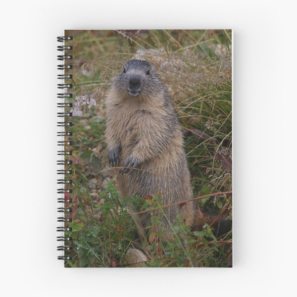 Item preview, Marmot designed and sold by Frederic Chastagnol.