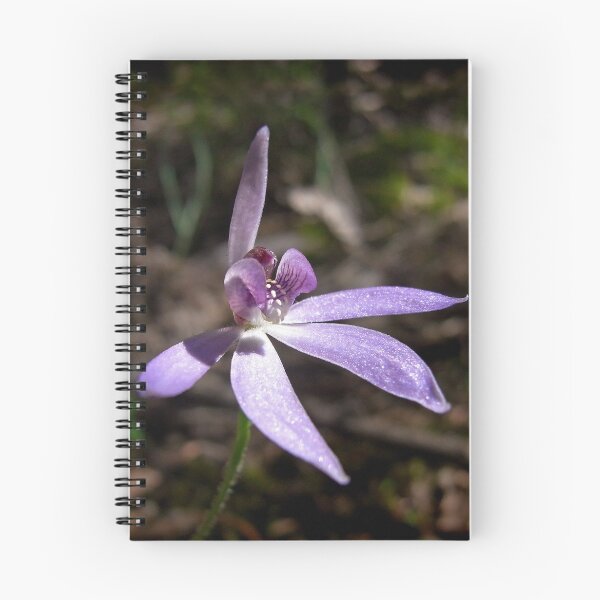 Item preview, Blue Caladenia (Cyanicula caerulea)  designed and sold by Rosie Appleton.