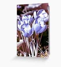 Crocus Infrared Greeting Card