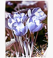 Crocus Infrared Poster