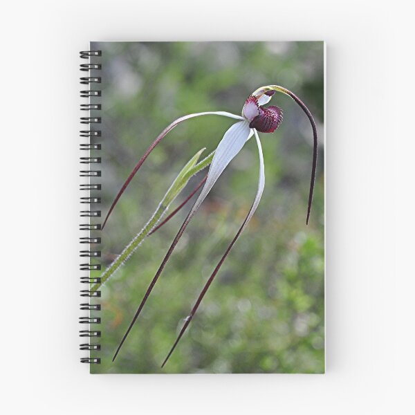 Item preview, Spider Orchid designed and sold by Michael Tapping.