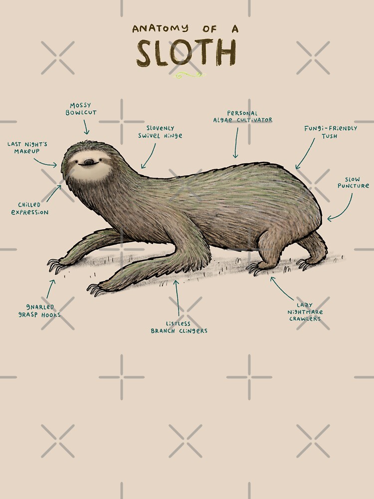 Zydrate anatomy. Анатомия ленивца. Sloth Anatomy.