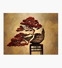 Bonsai Photographic Print