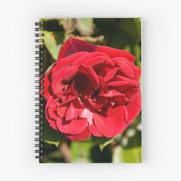 Artikelvorschau, Red rose entworfen und verkauft von lurch.