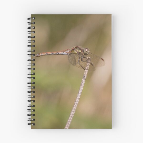 Item preview, Common female darter designed and sold by Carole Stevens.