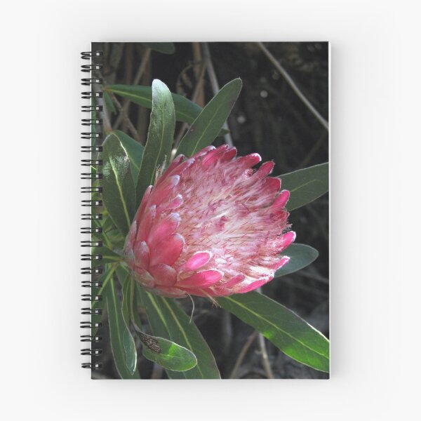 Item preview, Protea Mellifera designed and sold by Robert Jenner.