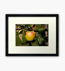 Apple Framed Print