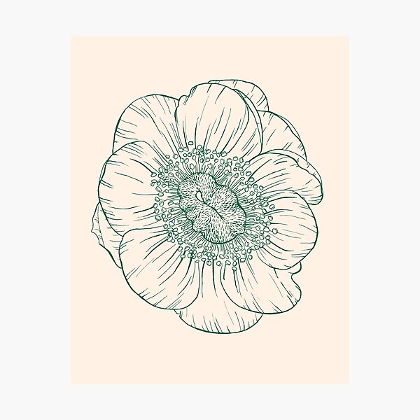 anemone Photographic Print