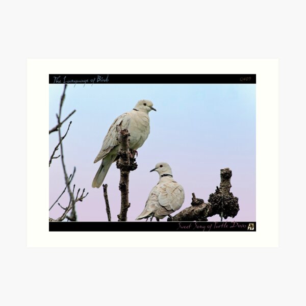 Sweet Song of Turtle Doves Art Print