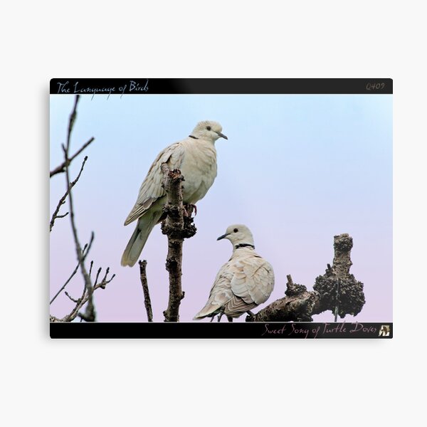 Sweet Song of Turtle Doves Metal Print