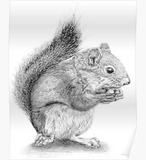 Squirrel Poster
