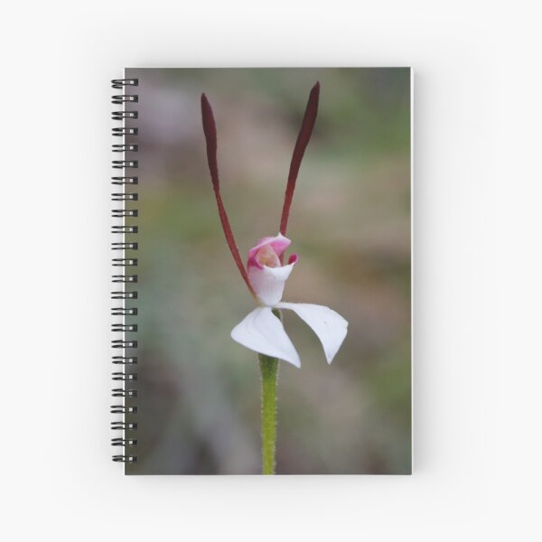 Item preview, Hare Orchid - Leptoceras menziesii designed and sold by Paul Piko.