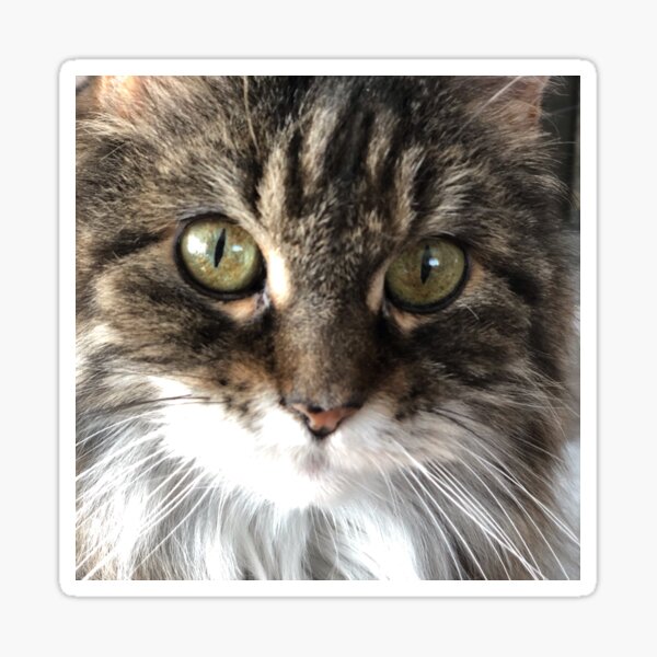 Eyes Looking at You Sticker